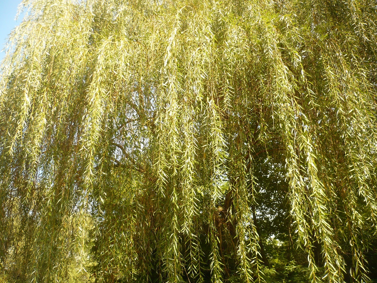 Salix alba var. vitellina x S. babylonica (Salicaceae)